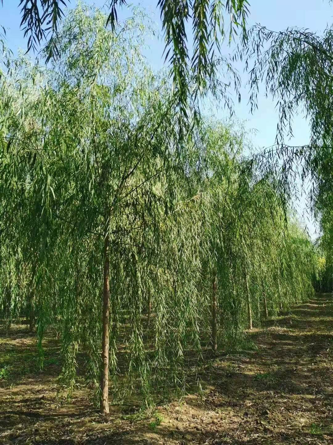 如月苗木花卉销售8公分精品速生柳