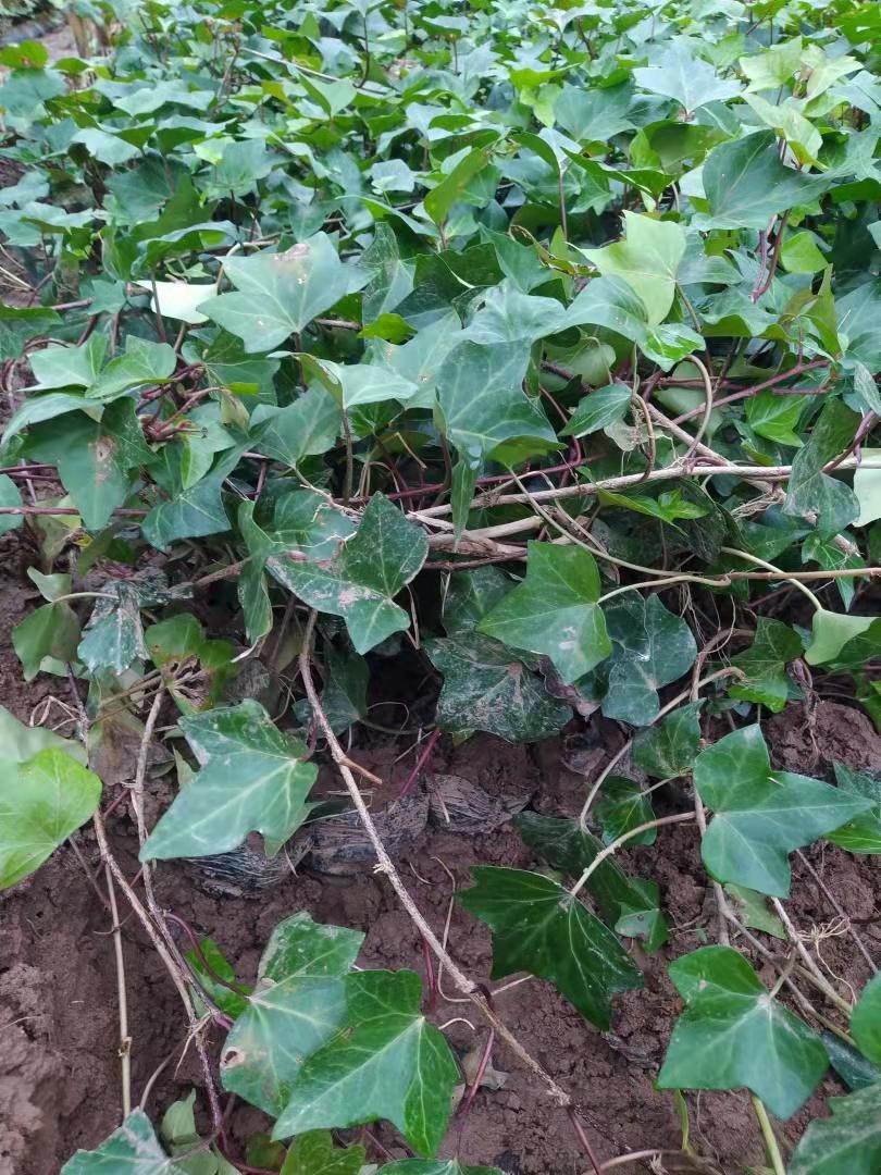 rehd)五加科常春藤属多年生常绿攀援灌木,气生根,茎灰棕色或黑棕色