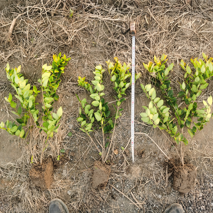 江苏金森女贞苗金森女贞球基地批发规格齐全量大质优