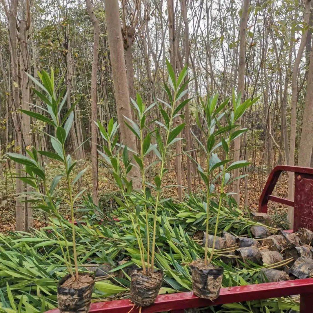 重庆夹竹桃 夹竹桃基地