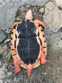 金钱龟金头龟回收