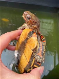 收购宠物龟龟