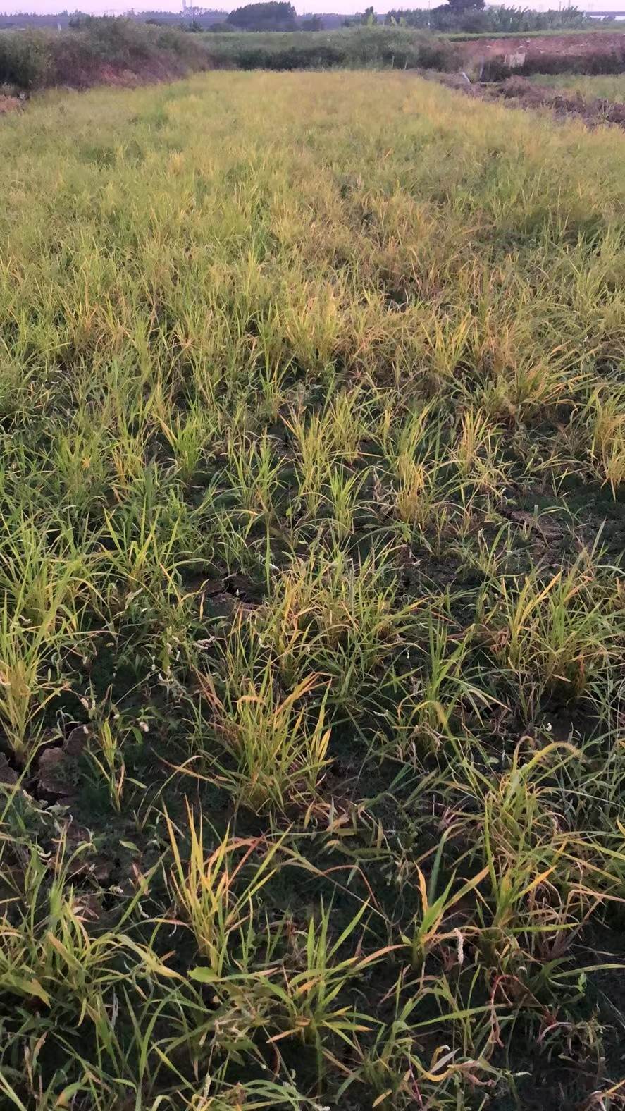 贵阳马尼拉草卷批发22元一卷马尼拉杂草怎么防治马尼拉草怎么除杂草