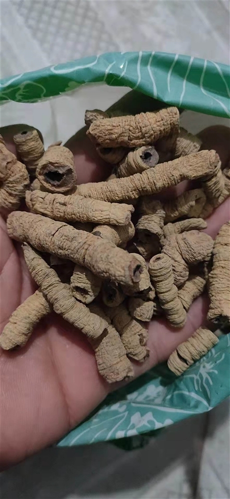 中药材巴戟天