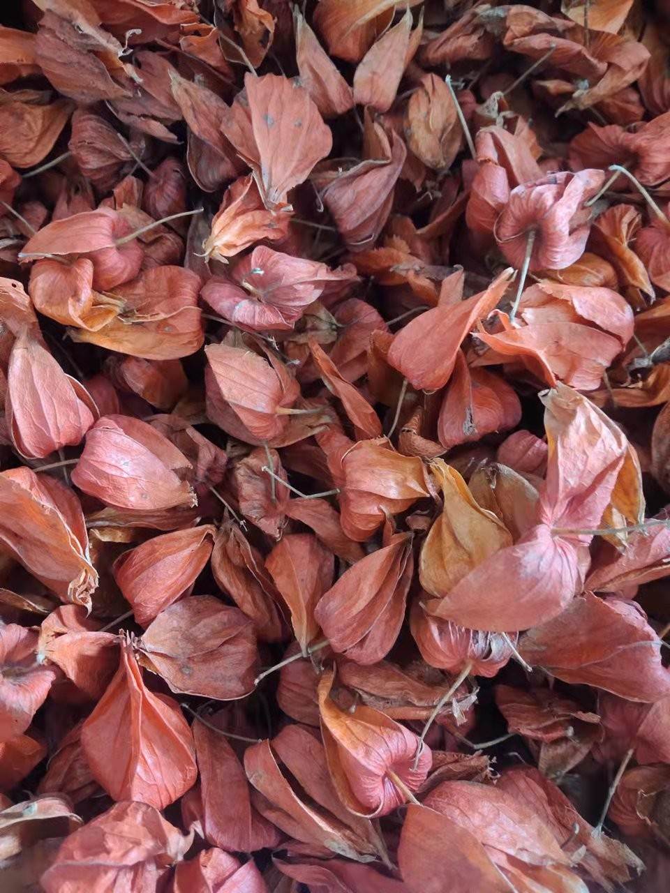 锦灯笼的功效与作用