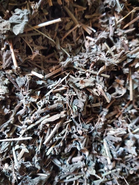 供应中药材羊红膻   羊红膻的功效