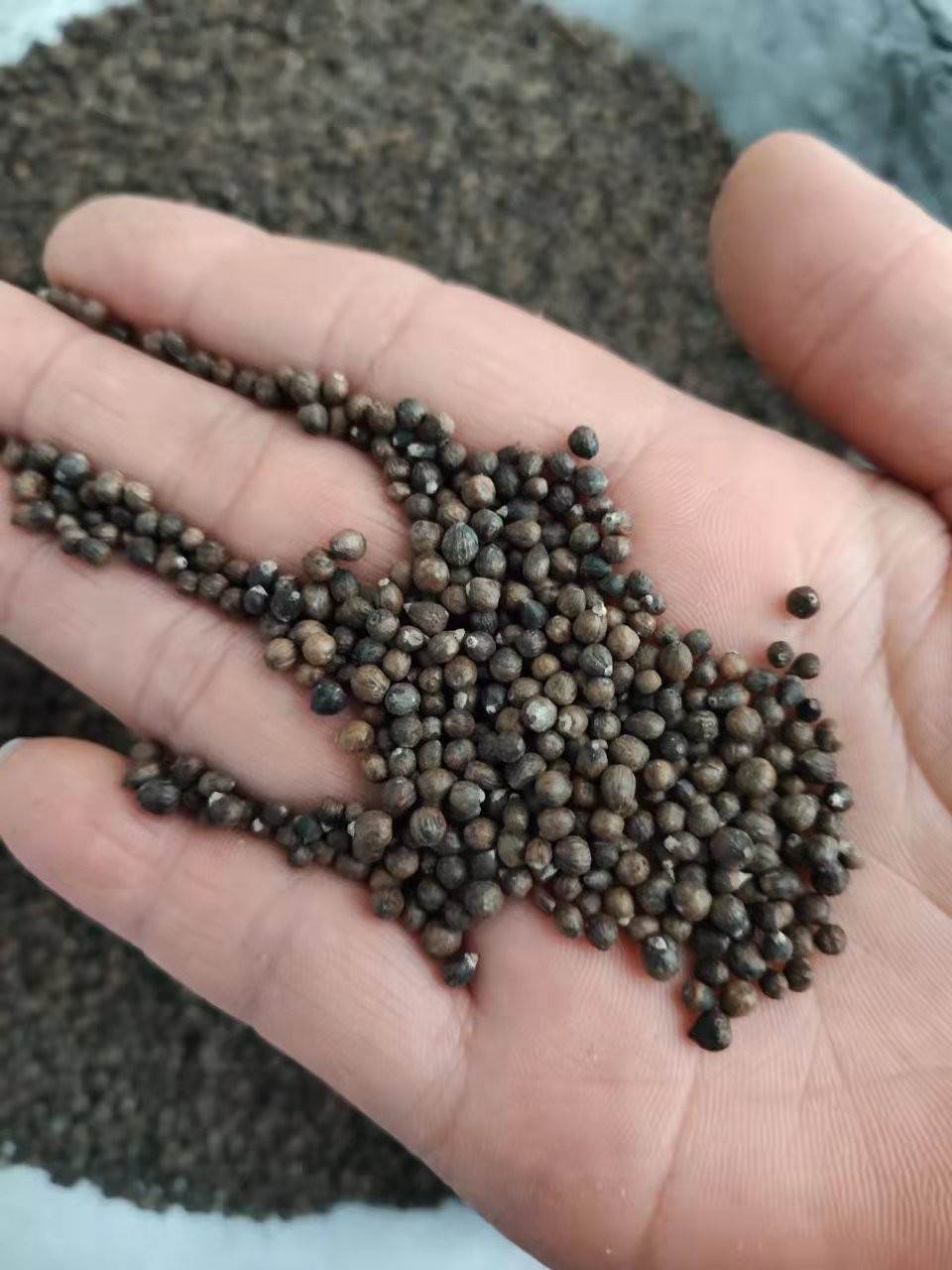 供应中药材黄荆子  黄荆子新货