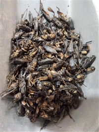 蟋蟀的功效与作用