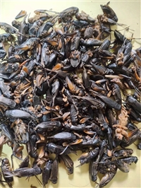 蟋蟀的批发价格