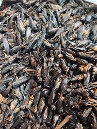 中药材批发蟋蟀