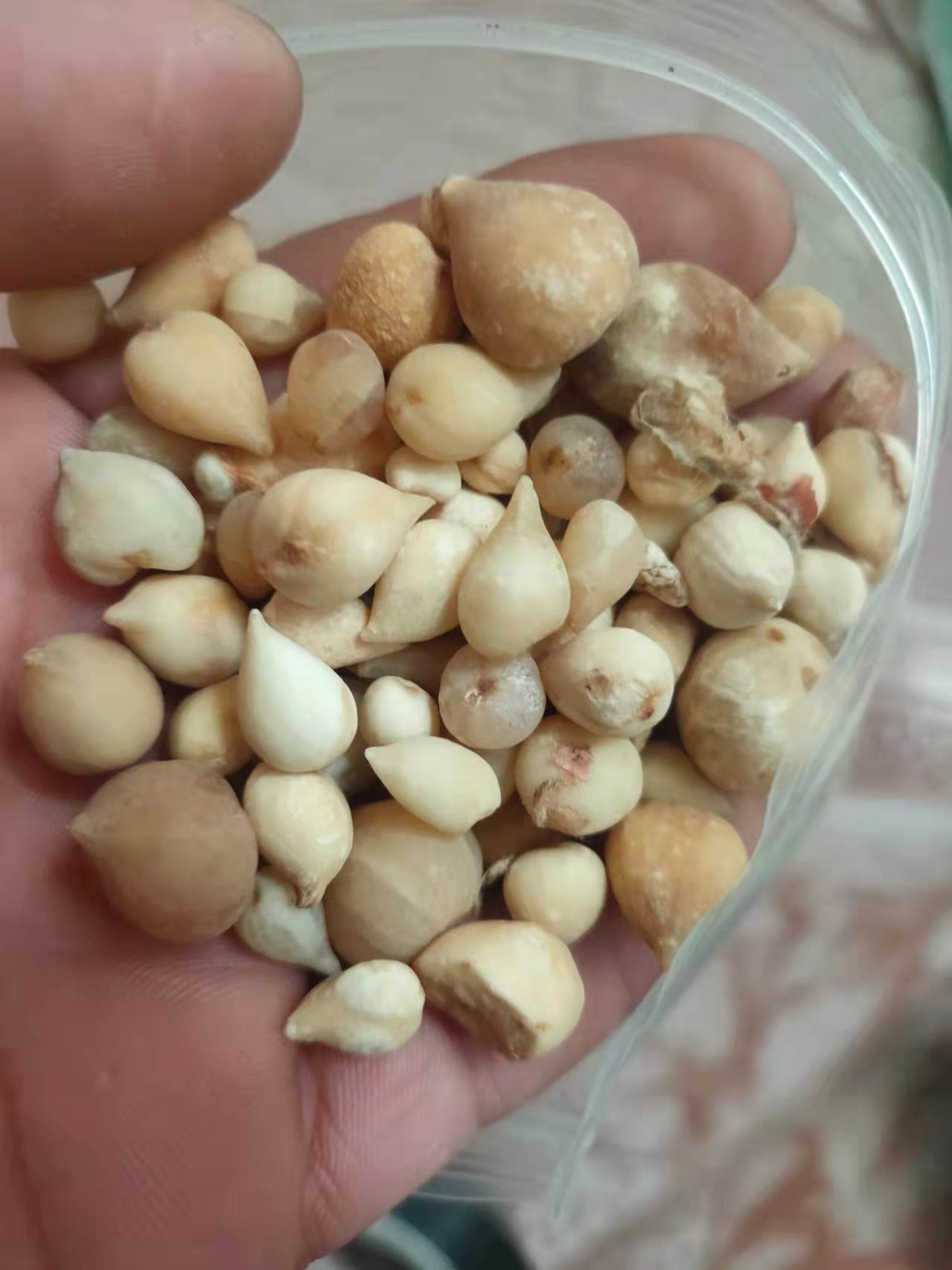 光慈菇一斤价格