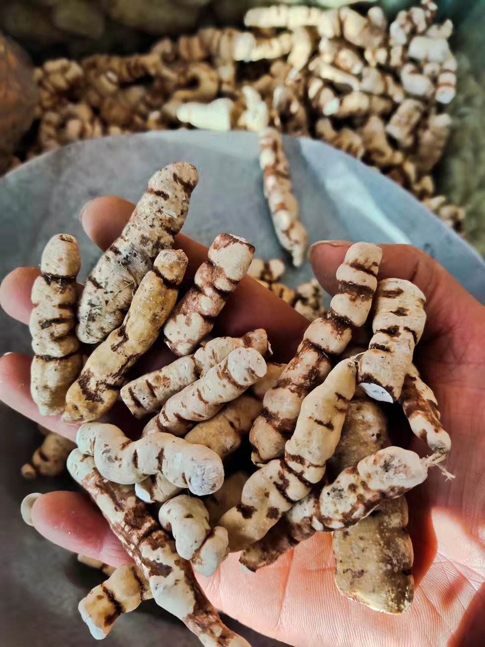 葵髓的功效与作用