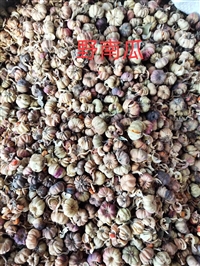 冷背药材供应野南瓜