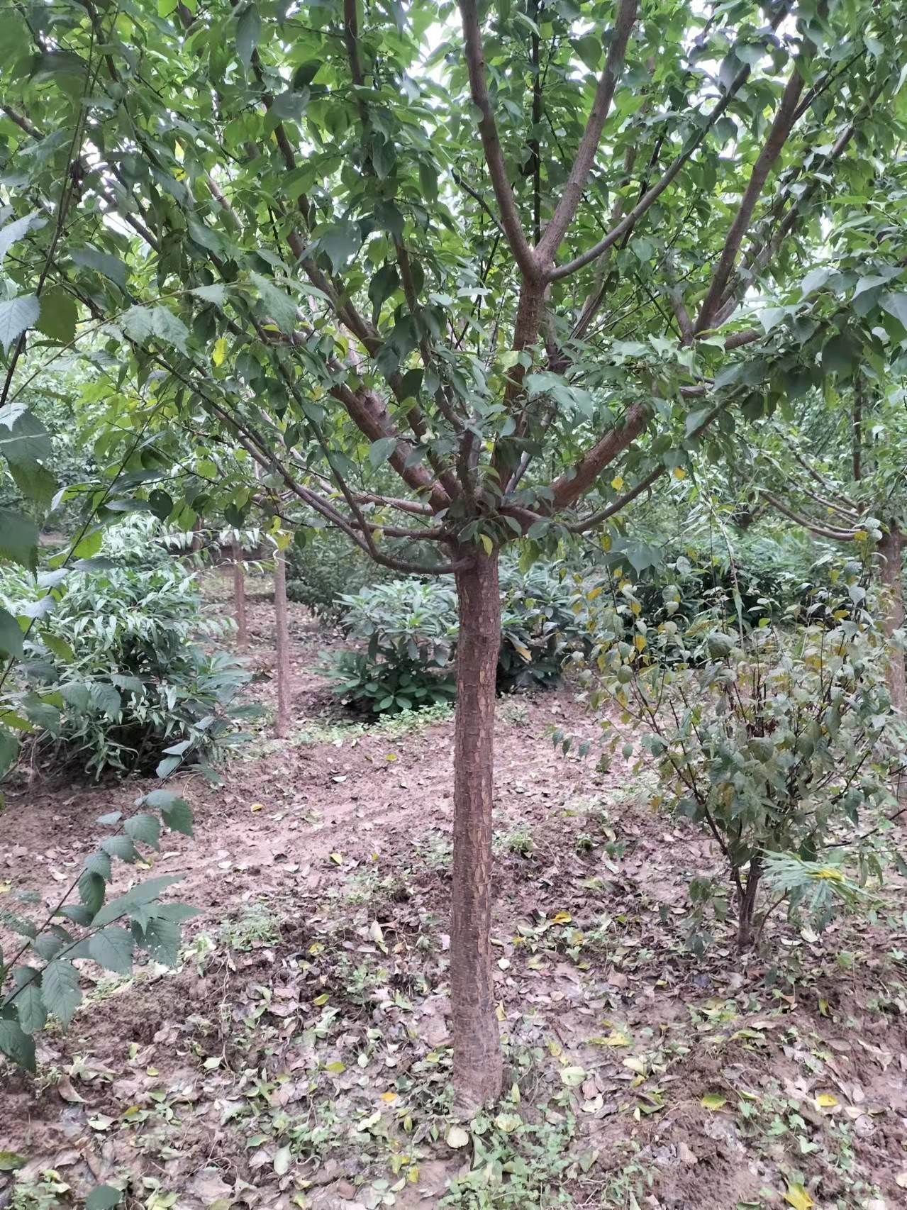 杏梅树,高杆低杆分枝点可以选择,长势良好,规格齐全,数量充足,价格