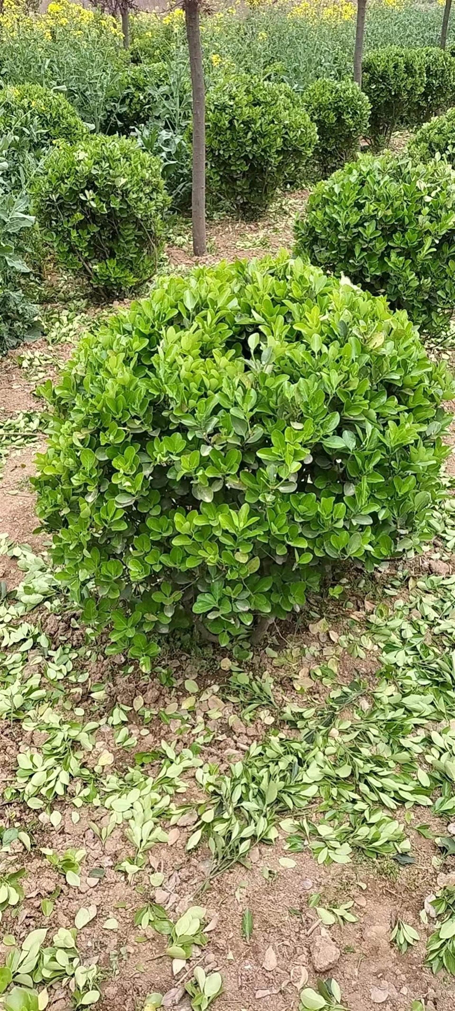 大叶黄杨球基本信息介绍甘肃大叶黄杨球冬青球基地