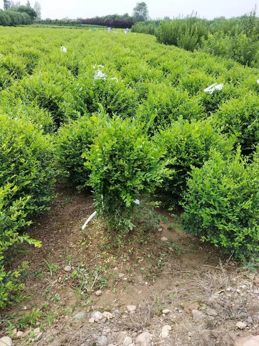 水蜡球价格水蜡球产地青海水蜡球绿化苗木苗圃