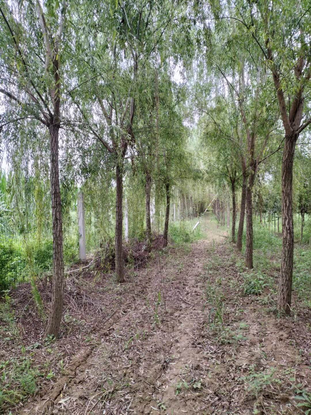 批發陝西垂柳公園行道綠化苗木柳樹基地柳樹價格