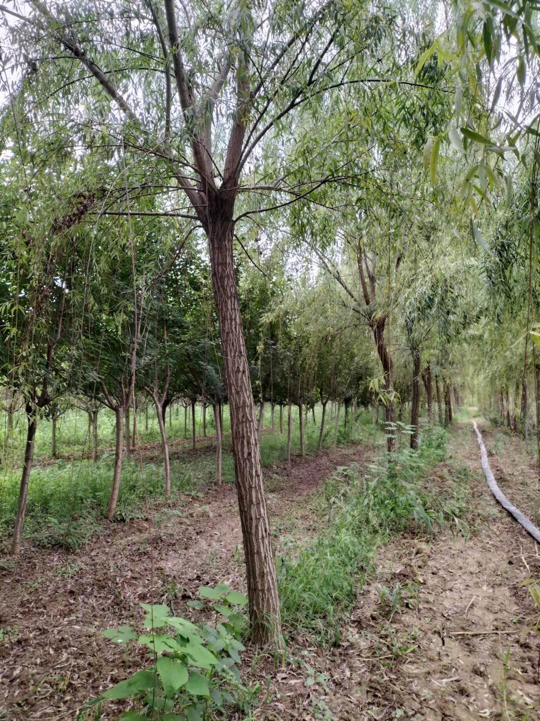 西藏胸径12公分垂柳价格园林行道树柳树种植基地