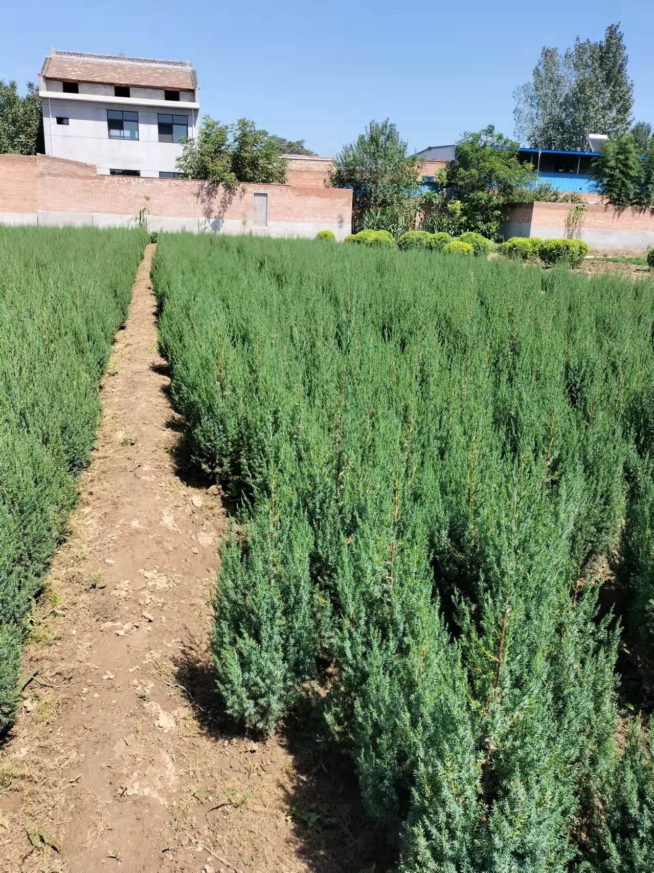 新疆刺柏桧柏种植基地刺柏桧柏城乡绿化常用苗木