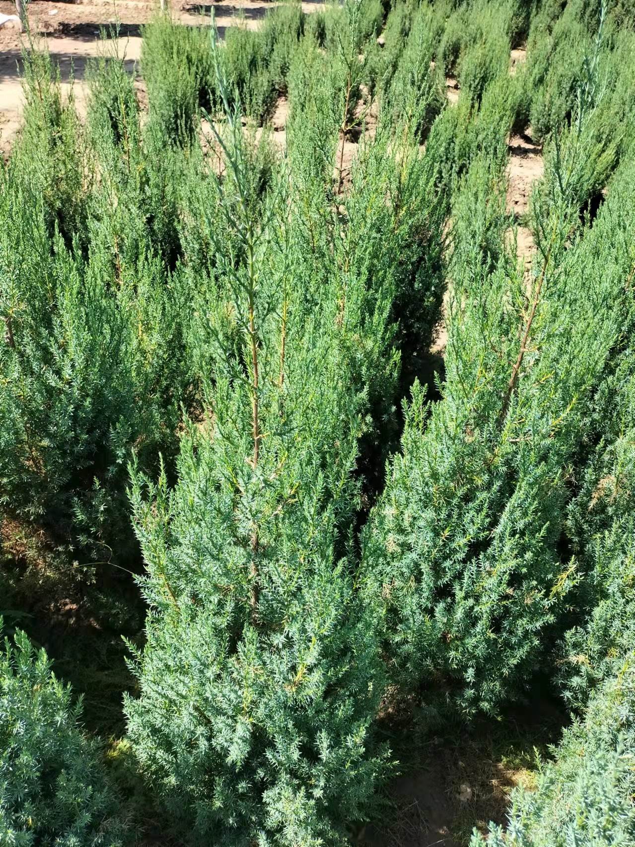 西藏刺柏桧柏扦插繁殖要领二刺柏桧柏繁育时间注意