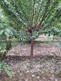 杏梅嫁接繁殖技术 西藏杏梅绿化苗木出售