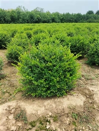 内蒙古水蜡球 园林 苗圃  绿化工程苗木水蜡球种植基地