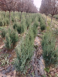 甘肃刺柏种植技术介绍-刺柏又名为桧柏用于园林建设