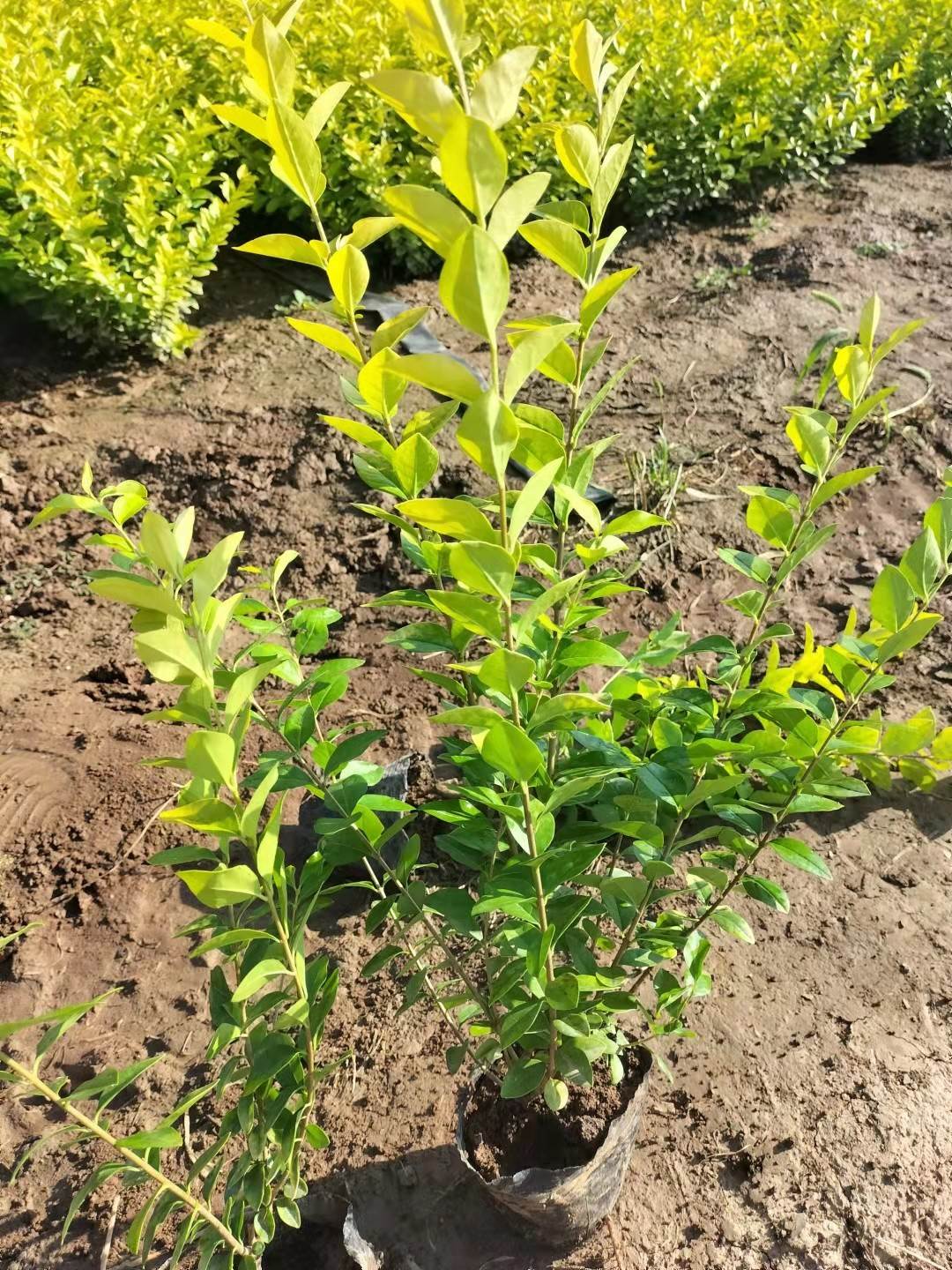 延安金叶女贞绿篱色块苗批发金叶女贞基地批发