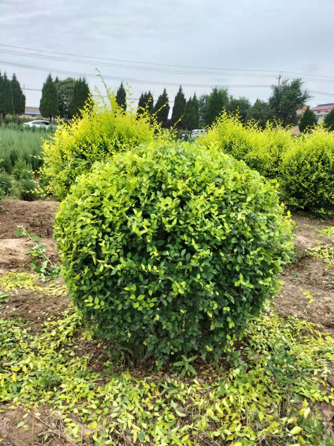 榆林金叶榆球行情金叶榆球种植基地知识百科