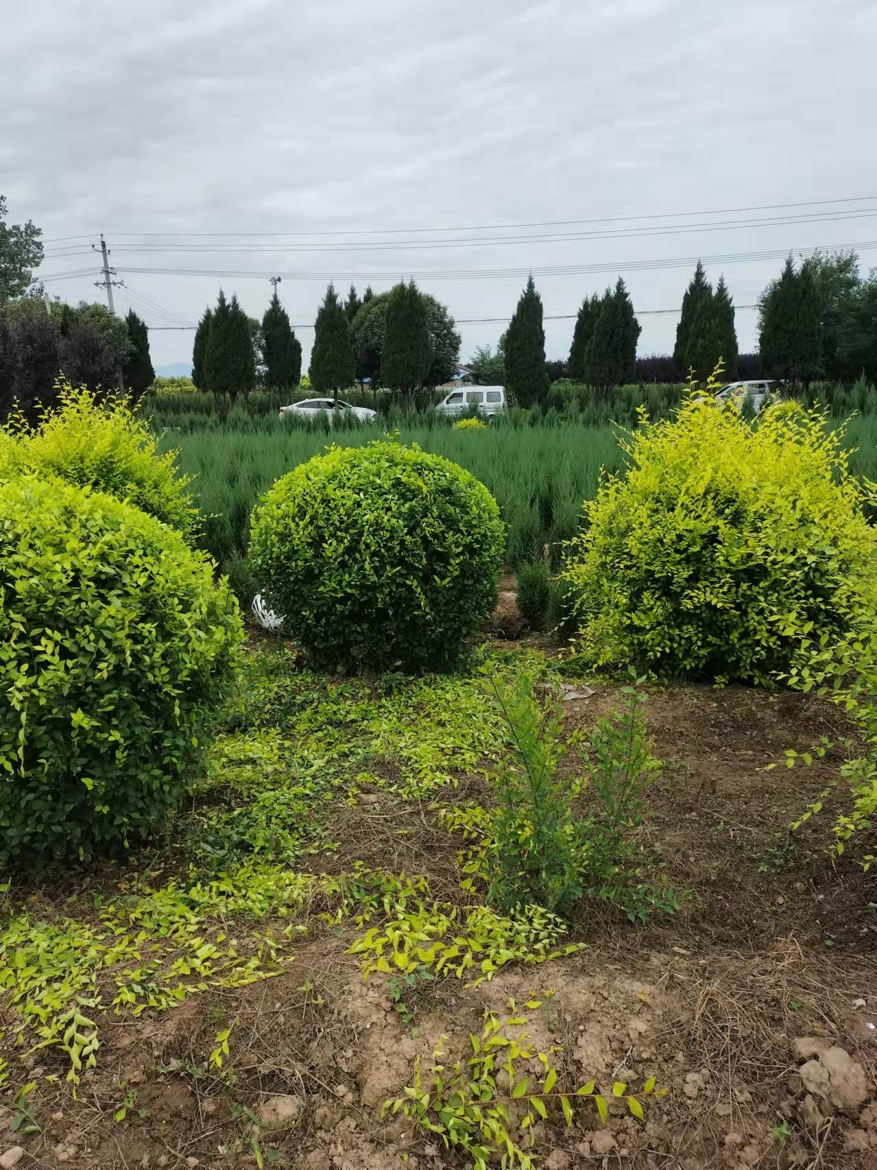 山西金叶榆球榆林观赏植物金叶榆球产品种植信息