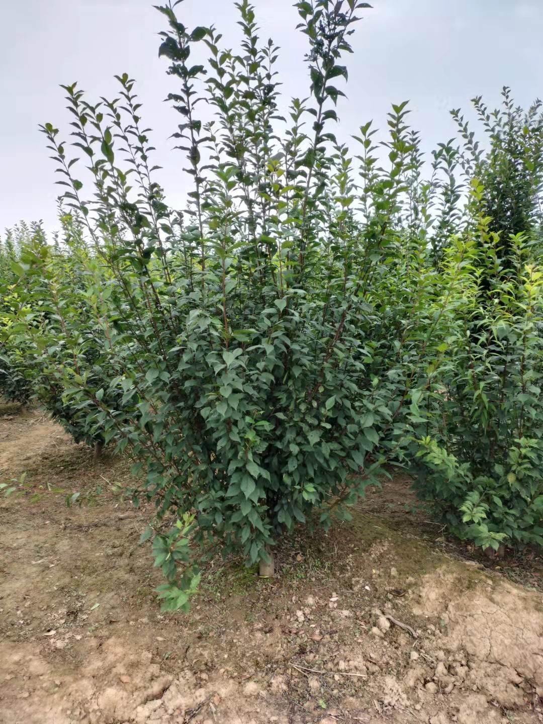 新疆榆叶梅农户批发丛生榆叶梅多用于园林绿化