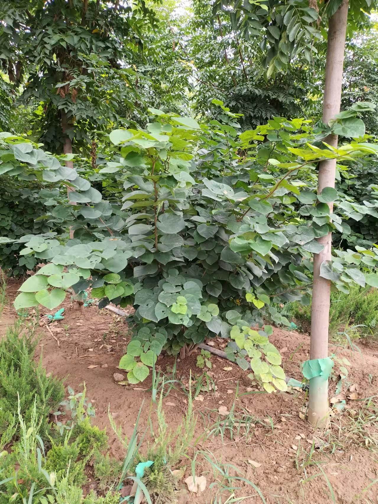 精品叢生紫荊種植基地大量供應花灌木叢生紫荊