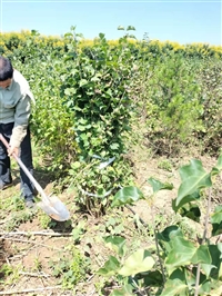 甘肃丁香树苗落叶灌木-园林景观多分枝苗木丁香树苗