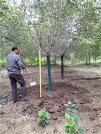 金叶榆批发基地-金叶榆园林彩叶苗木供应