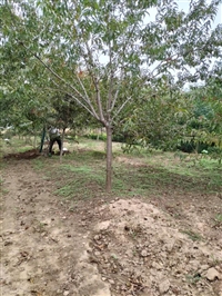 西安红叶碧桃批发基地-雨果生态苗木基地-红叶碧桃基地