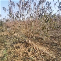 榆林红叶碧桃雨果园林基地-红叶碧桃别墅庭院观赏植物