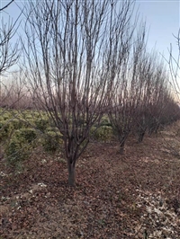 红叶李种植基地-雨果生态园林 丛生红叶李种植基地