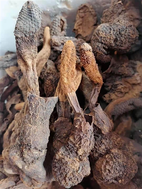 中药材批发防风关防风