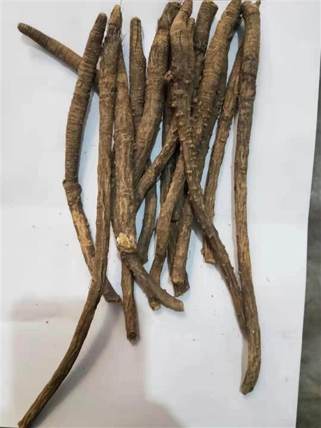 中药材批发防风关防风