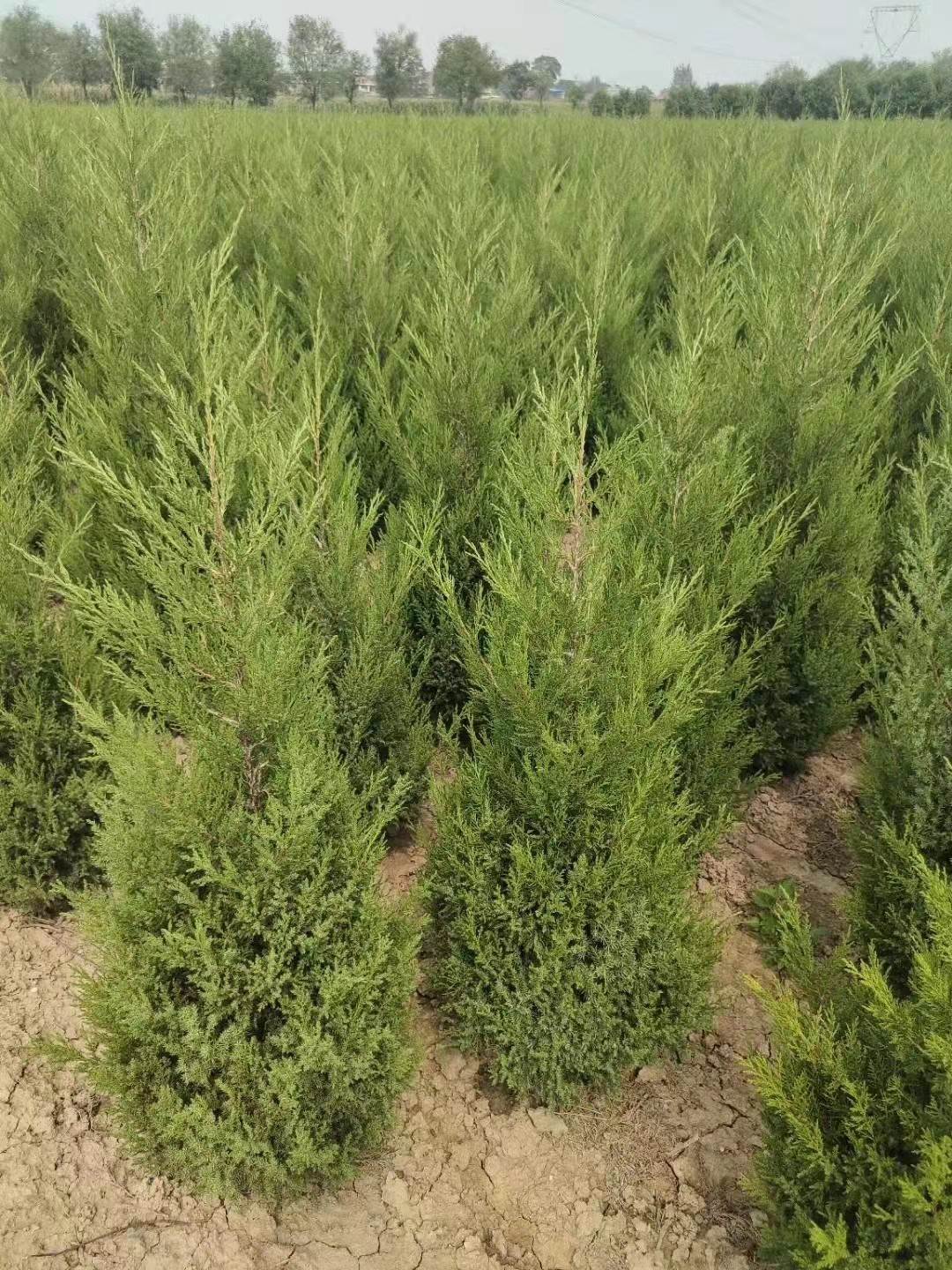 渭南塔柏供应信息塔柏产地分布