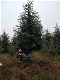 咸阳雪松报价-雪松大型苗木种植基地