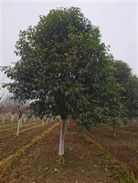 陕西大叶女贞种植基地-精品丛生大叶女贞定植苗木