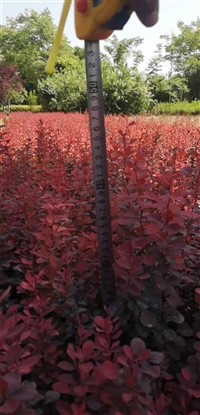 宁夏红叶小檗产地-红叶小檗是观叶和刺篱植物
