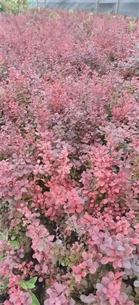 山西红叶小檗行情-红叶小檗是园林中常用绿篱苗