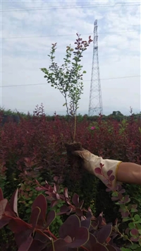西安红叶小檗基地-红叶小檗是一种园林绿化植物