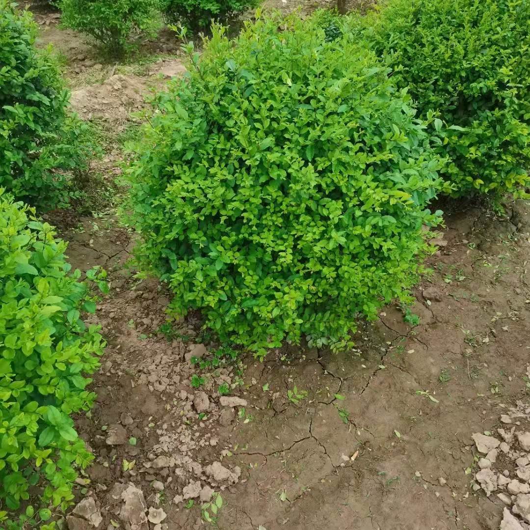 小叶女贞高清图片(小叶女贞造型图片大全) - 0415花卉网