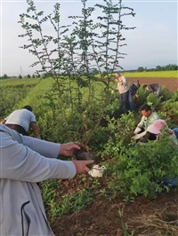 宁夏黄刺玫容器苗 黄刺玫种植基地一手货源