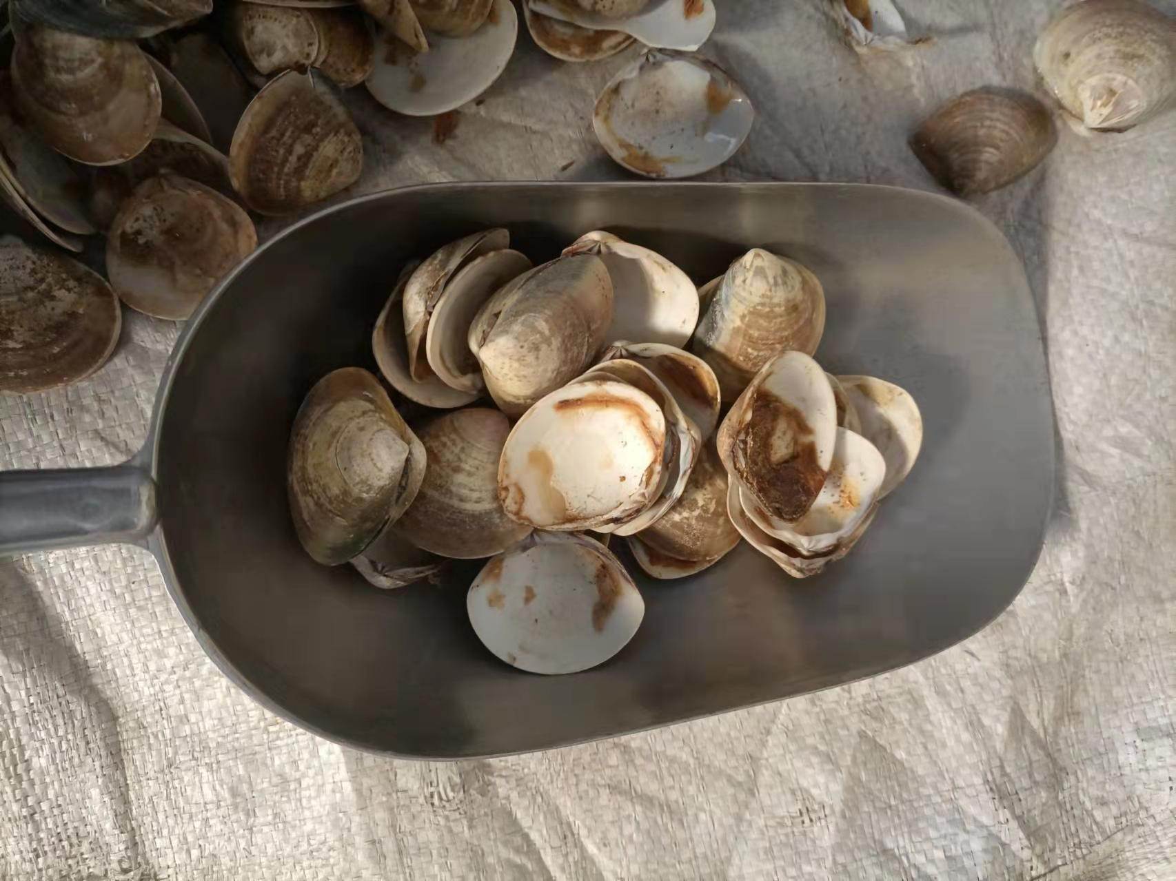 中药材棕榈子供应