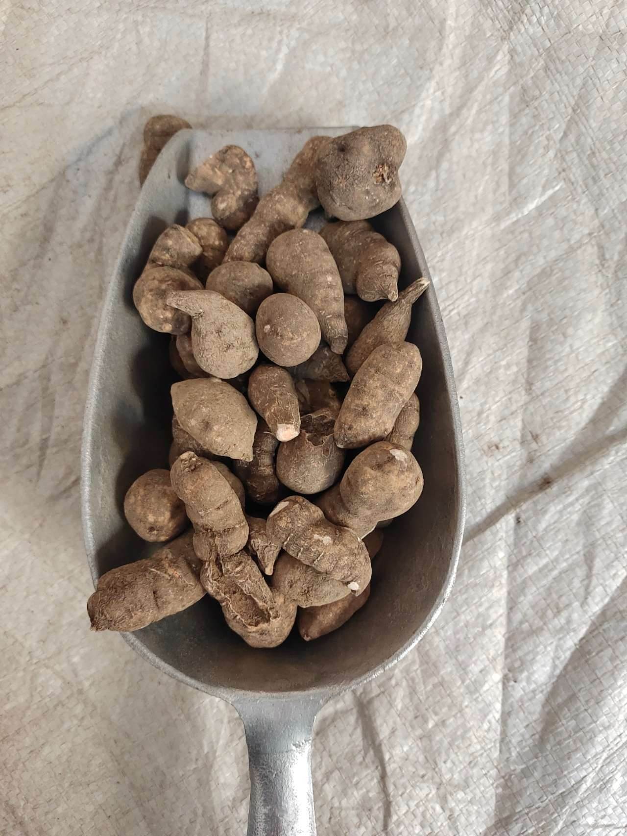 中药材批发小儿寒药/青叶胆