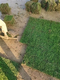 都匀马尼拉草皮 长顺草皮基地